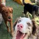 Top Dog Day Care in Ventura CA: Best Options | My Caring Dog – Tips, Stories, and Care Guides for Loving Pet Owners