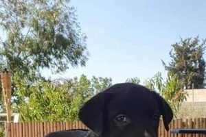 Find Free Puppies Near Me: Adorable Adoptables | My Caring Dog – Tips, Stories, and Care Guides for Loving Pet Owners