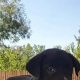 Find Free Puppies Near Me: Adorable Adoptables | My Caring Dog – Tips, Stories, and Care Guides for Loving Pet Owners