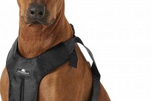 Safe Dog Car Travel: Harness Guide My Caring Dog – Tips, Stories, and Care Guides for Loving Pet Owners Safe Dog Car Travel: Harness Guide | My Caring Dog – Tips, Stories, and Care Guides for Loving Pet Owners