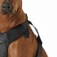 Safe Dog Car Travel: Harness Guide | My Caring Dog – Tips, Stories, and Care Guides for Loving Pet Owners