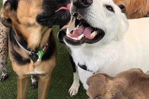 Top Dog Day Care in Agoura Hills, CA My Caring Dog – Tips, Stories, and Care Guides for Loving Pet Owners Top Dog Day Care in Agoura Hills, CA | My Caring Dog – Tips, Stories, and Care Guides for Loving Pet Owners