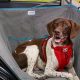 Top 5 Best Dog Hammocks for Car Travel in 2024 | My Caring Dog – Tips, Stories, and Care Guides for Loving Pet Owners