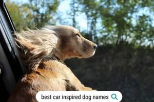 Dog Names Car Parts My Caring Dog – Tips, Stories, and Care Guides for Loving Pet Owners Dog Names Car Parts | My Caring Dog – Tips, Stories, and Care Guides for Loving Pet Owners
