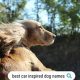 Dog Names Car Parts | My Caring Dog – Tips, Stories, and Care Guides for Loving Pet Owners