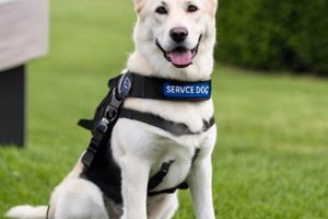 How to Get Your Dog Certified as a Service Animal Legally My Caring Dog – Tips, Stories, and Care Guides for Loving Pet Owners How to Get Your Dog Certified as a Service Animal Legally | My Caring Dog – Tips, Stories, and Care Guides for Loving Pet Owners