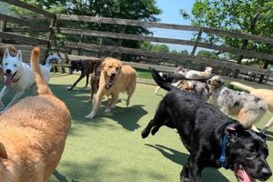 Best Senior Dog Day Care Near Me: Find Top Centers My Caring Dog – Tips, Stories, and Care Guides for Loving Pet Owners Best Senior Dog Day Care Near Me: Find Top Centers | My Caring Dog – Tips, Stories, and Care Guides for Loving Pet Owners