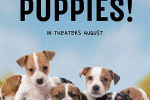 Find Free Puppies for Car Travel | My Caring Dog – Tips, Stories, and Care Guides for Loving Pet Owners