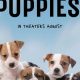 Find Free Puppies for Car Travel | My Caring Dog – Tips, Stories, and Care Guides for Loving Pet Owners