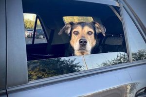 Is Leaving a Dog in a Hot Car Illegal? The Law Explained My Caring Dog – Tips, Stories, and Care Guides for Loving Pet Owners Is Leaving a Dog in a Hot Car Illegal? The Law Explained | My Caring Dog – Tips, Stories, and Care Guides for Loving Pet Owners
