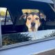 Is Leaving a Dog in a Hot Car Illegal? The Law Explained | My Caring Dog – Tips, Stories, and Care Guides for Loving Pet Owners