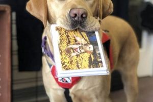 Virginia Service Dogs: Essential Guide & Resources My Caring Dog – Tips, Stories, and Care Guides for Loving Pet Owners Virginia Service Dogs: Essential Guide & Resources | My Caring Dog – Tips, Stories, and Care Guides for Loving Pet Owners