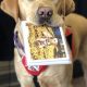 Virginia Service Dogs: Essential Guide & Resources | My Caring Dog – Tips, Stories, and Care Guides for Loving Pet Owners