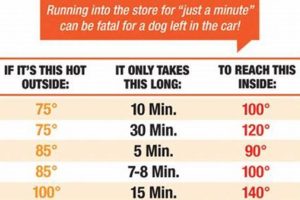 Never Leave Dogs in Hot Cars: A Danger My Caring Dog – Tips, Stories, and Care Guides for Loving Pet Owners Never Leave Dogs in Hot Cars: A Danger | My Caring Dog – Tips, Stories, and Care Guides for Loving Pet Owners