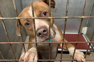 Best STL Dog Rescue & Adoption Centers | My Caring Dog – Tips, Stories, and Care Guides for Loving Pet Owners