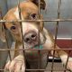 Best STL Dog Rescue & Adoption Centers | My Caring Dog – Tips, Stories, and Care Guides for Loving Pet Owners
