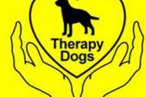 Dog Day Care Hillcrest | My Caring Dog – Tips, Stories, and Care Guides for Loving Pet Owners