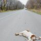 Preventing & Handling Dog-Car Accidents | My Caring Dog – Tips, Stories, and Care Guides for Loving Pet Owners
