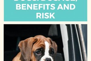 Can Dramamine Help Car Sick Dogs? My Caring Dog – Tips, Stories, and Care Guides for Loving Pet Owners Can Dramamine Help Car Sick Dogs? | My Caring Dog – Tips, Stories, and Care Guides for Loving Pet Owners