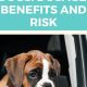 Can Dramamine Help Car Sick Dogs? | My Caring Dog – Tips, Stories, and Care Guides for Loving Pet Owners