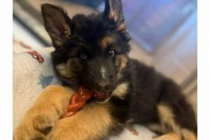 Caring for Glenwood Springs Dogs for Adoption My Caring Dog – Tips, Stories, and Care Guides for Loving Pet Owners Caring for Glenwood Springs Dogs for Adoption | My Caring Dog – Tips, Stories, and Care Guides for Loving Pet Owners