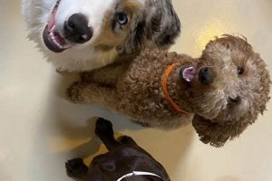 Best Dog Day Care in Irvine: Top Centers | My Caring Dog – Tips, Stories, and Care Guides for Loving Pet Owners