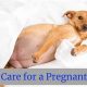 Complete Pregnant Dog Care Guide at Home | My Caring Dog – Tips, Stories, and Care Guides for Loving Pet Owners