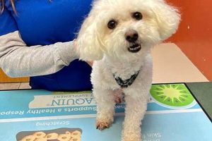 Best Dog Day Care in Dearborn, MI | Top Kennels | My Caring Dog – Tips, Stories, and Care Guides for Loving Pet Owners