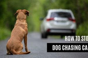 How To Stop Dogs From Chasing Cars My Caring Dog – Tips, Stories, and Care Guides for Loving Pet Owners How To Stop Dogs From Chasing Cars | My Caring Dog – Tips, Stories, and Care Guides for Loving Pet Owners