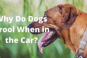 Dog Drooling in Cars: Causes & Solutions My Caring Dog – Tips, Stories, and Care Guides for Loving Pet Owners Dog Drooling in Cars: Causes & Solutions | My Caring Dog – Tips, Stories, and Care Guides for Loving Pet Owners