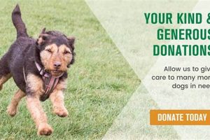 Donate Your Car Dog: Find a Loving Home | My Caring Dog – Tips, Stories, and Care Guides for Loving Pet Owners