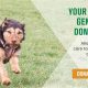 Donate Your Car Dog: Find a Loving Home | My Caring Dog – Tips, Stories, and Care Guides for Loving Pet Owners