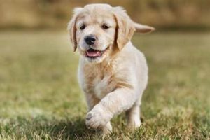 Best Places to Find Your Perfect Car Dog Companion | My Caring Dog – Tips, Stories, and Care Guides for Loving Pet Owners