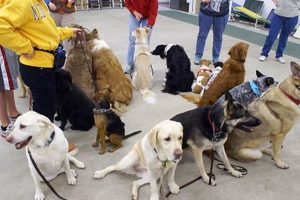 Therapy Animal Training Near Me My Caring Dog – Tips, Stories, and Care Guides for Loving Pet Owners Therapy Animal Training Near Me | My Caring Dog – Tips, Stories, and Care Guides for Loving Pet Owners