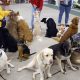 Therapy Animal Training Near Me | My Caring Dog – Tips, Stories, and Care Guides for Loving Pet Owners