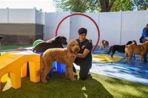 Start & Grow Your Dog Day Care Business | My Caring Dog – Tips, Stories, and Care Guides for Loving Pet Owners