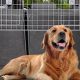 Dog Barrier For Cars | My Caring Dog – Tips, Stories, and Care Guides for Loving Pet Owners