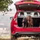 Top 10 Cars for Large Dogs in 2024 | My Caring Dog – Tips, Stories, and Care Guides for Loving Pet Owners