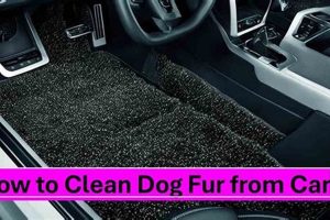 Easy Ways to Clean Dog Fur from Your Car My Caring Dog – Tips, Stories, and Care Guides for Loving Pet Owners Easy Ways to Clean Dog Fur from Your Car | My Caring Dog – Tips, Stories, and Care Guides for Loving Pet Owners