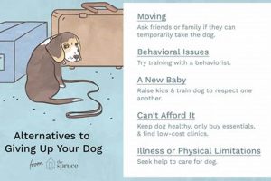 Can't Care For Your Dog Anymore? What To Do | Safem Fabrication - Precision Engineering & Custom Manufacturing Solutions