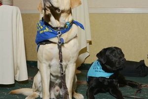 Maryland Service Dogs: Your Guide & Resources My Caring Dog – Tips, Stories, and Care Guides for Loving Pet Owners Maryland Service Dogs: Your Guide & Resources | My Caring Dog – Tips, Stories, and Care Guides for Loving Pet Owners