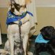 Maryland Service Dogs: Your Guide & Resources | My Caring Dog – Tips, Stories, and Care Guides for Loving Pet Owners