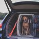 Best Car Dog Kennels for Safe Travel | My Caring Dog – Tips, Stories, and Care Guides for Loving Pet Owners