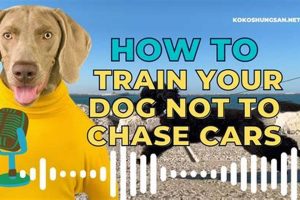 Stop Dog Car Chasing: Proven Training Guide | My Caring Dog – Tips, Stories, and Care Guides for Loving Pet Owners