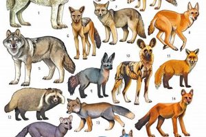 Cannines My Caring Dog – Tips, Stories, and Care Guides for Loving Pet Owners Cannines | My Caring Dog – Tips, Stories, and Care Guides for Loving Pet Owners