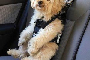 Best Dog Car Seat Harnesses from Shark Tank | My Caring Dog – Tips, Stories, and Care Guides for Loving Pet Owners