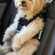 Best Dog Car Seat Harnesses from Shark Tank | My Caring Dog – Tips, Stories, and Care Guides for Loving Pet Owners
