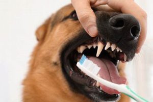 Essential Dog Teeth Care Tips & Tricks My Caring Dog – Tips, Stories, and Care Guides for Loving Pet Owners Essential Dog Teeth Care Tips & Tricks | My Caring Dog – Tips, Stories, and Care Guides for Loving Pet Owners
