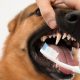 Essential Dog Teeth Care Tips & Tricks | My Caring Dog – Tips, Stories, and Care Guides for Loving Pet Owners