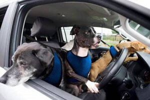 Safe Car Travel With Your Dog: Tips & Gear My Caring Dog – Tips, Stories, and Care Guides for Loving Pet Owners Safe Car Travel With Your Dog: Tips & Gear | My Caring Dog – Tips, Stories, and Care Guides for Loving Pet Owners